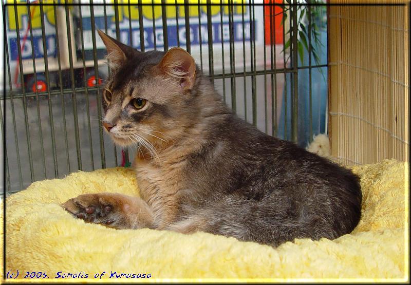 Blue at the cat show in Duisburg