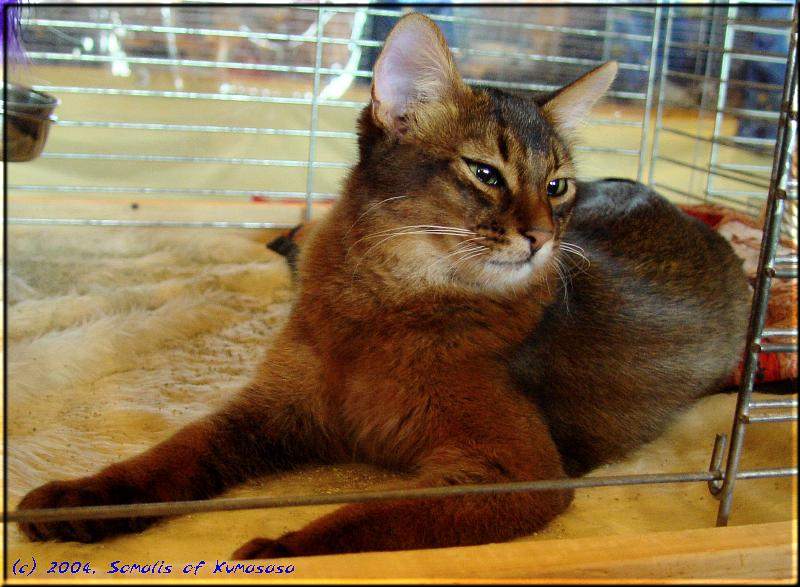 Conan of Kumasasa at the cat show in Bergheim