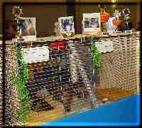 Picture gallery of the cat shows