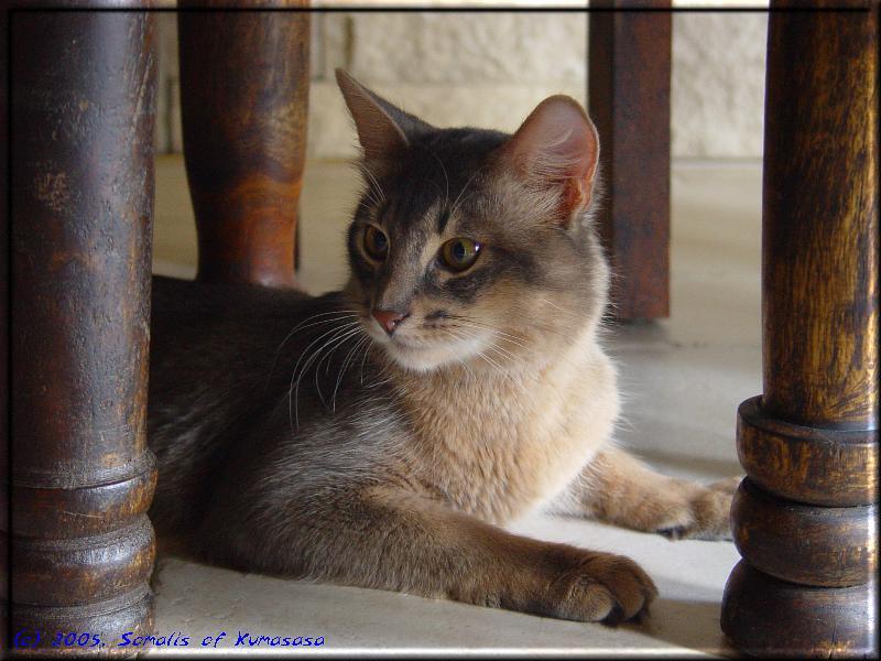 Male Somali cat Ch. Mojana's Blue Curaçao