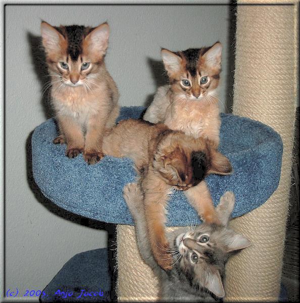 Blue with his wild(coloured) littermates Baghira, Baluna and Baileys