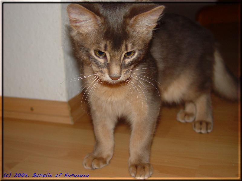 Male Somali cat Ch. Mojana's Blue Curaçao