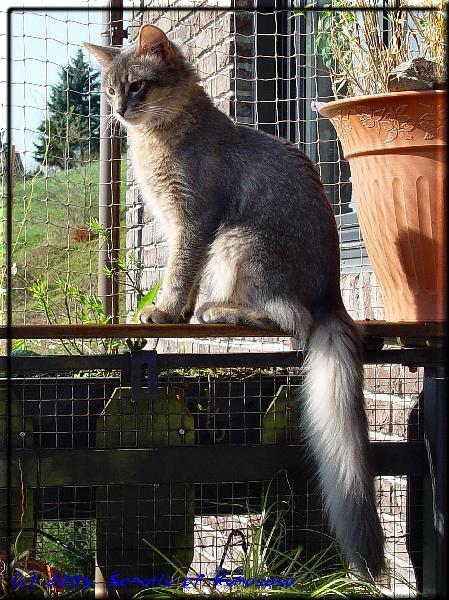 Male Somali cat Ch. Mojana's Blue Curaçao in the sun