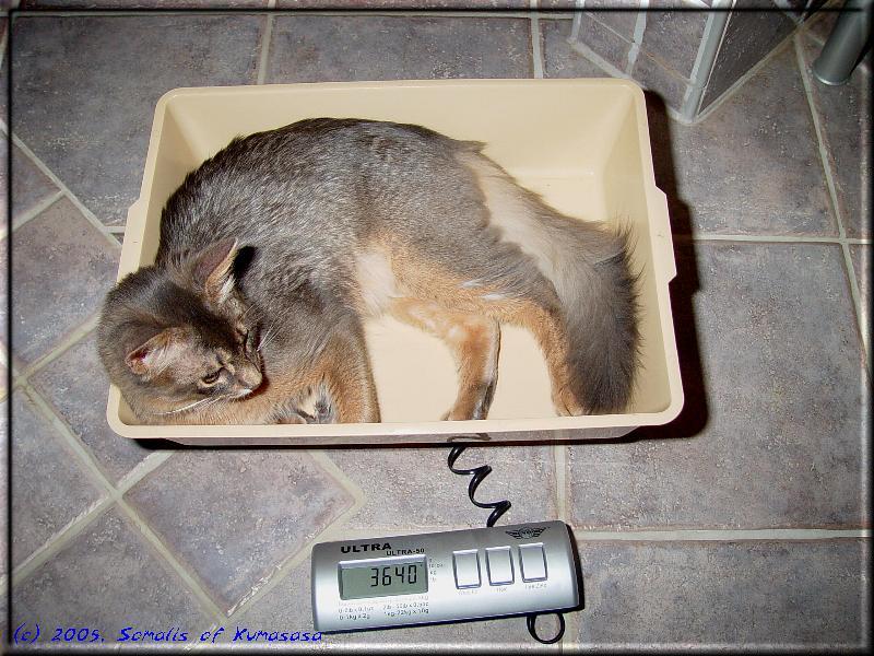 A good weight for a 6 months old cat …