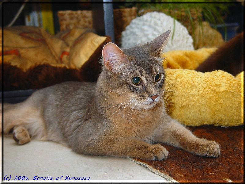 Somali cat Ch. Mojana's Blue Curaçao