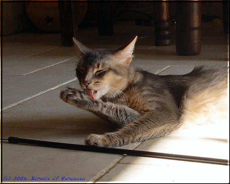 Somali cat Ch. Mojana's Blue Curaçao