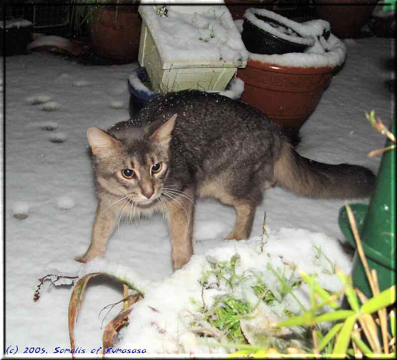 Blue in the snow