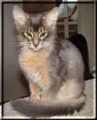 Portrait male Somali cat Ch. Mojana's Blue Curaçao