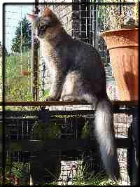 Male Somali cat Ch. Mojana's Blue Curaçao in the sun