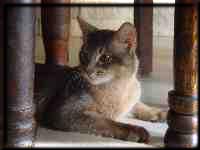 Male Somali cat Ch. Mojana's Blue Curaçao