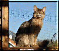 Male Somali cat Mojana's Blue Curaçao