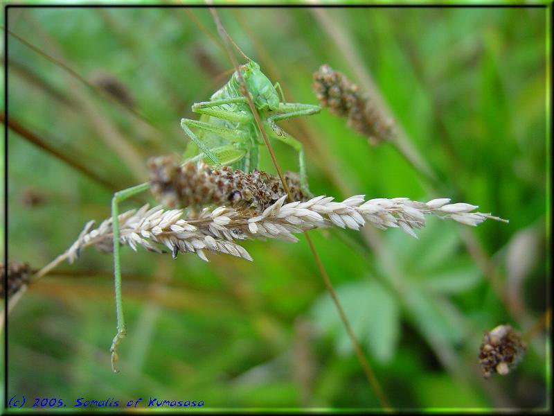 Das Grüne Heupferd (Tettigonia viridissima)