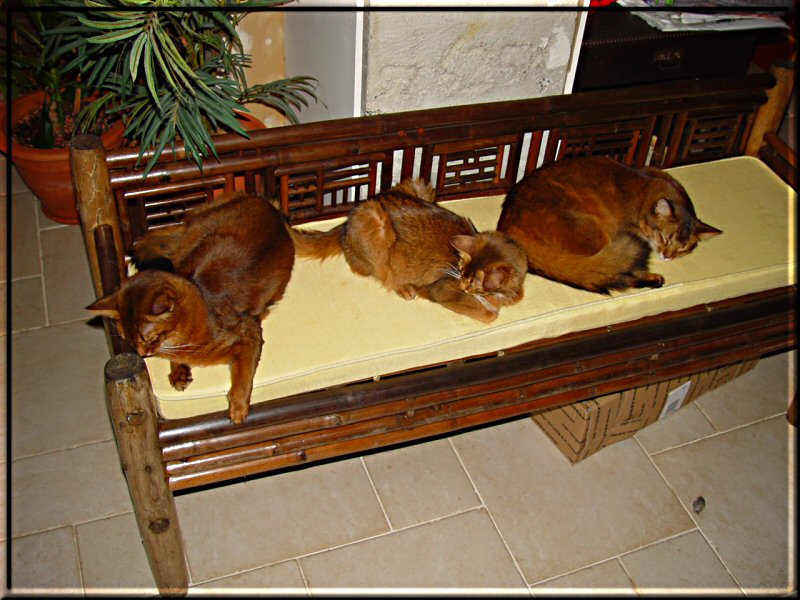 Conan, Marilyn and Nangis on the "cat bench"