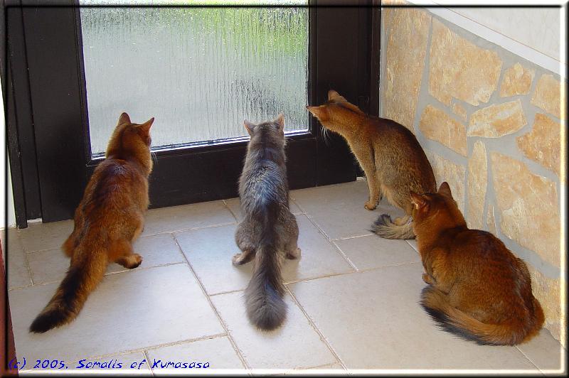 Cat TV - Fun with magpies