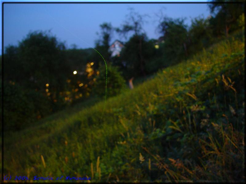 Fireflies in flight