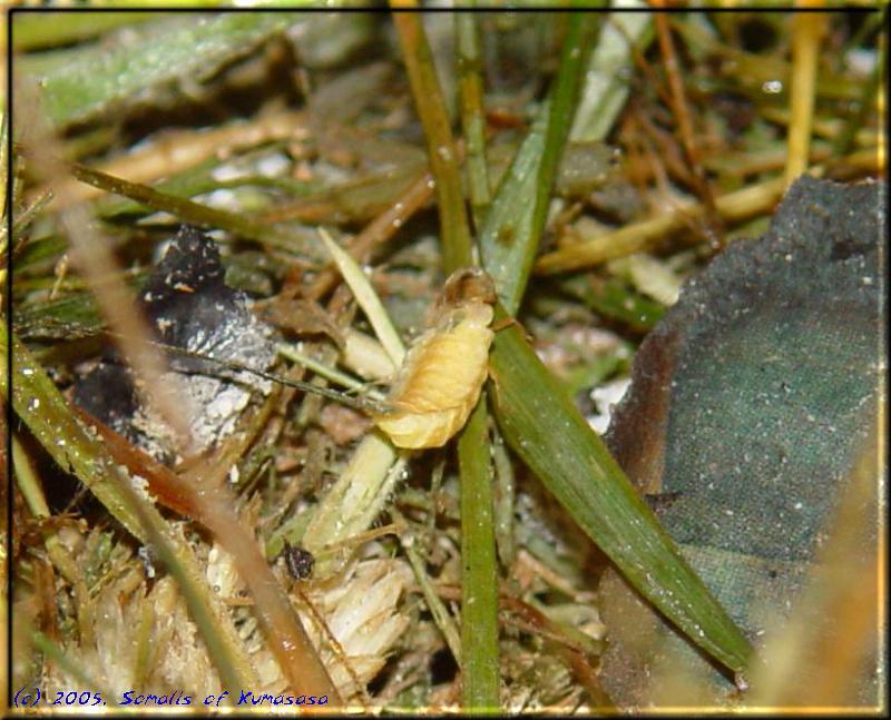 Female firefly on the ground