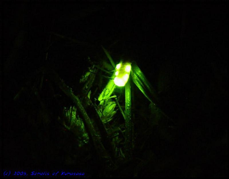 Female firefly on the ground