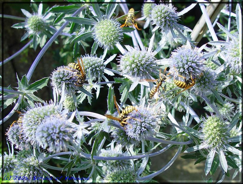 Hornets on blue thistle