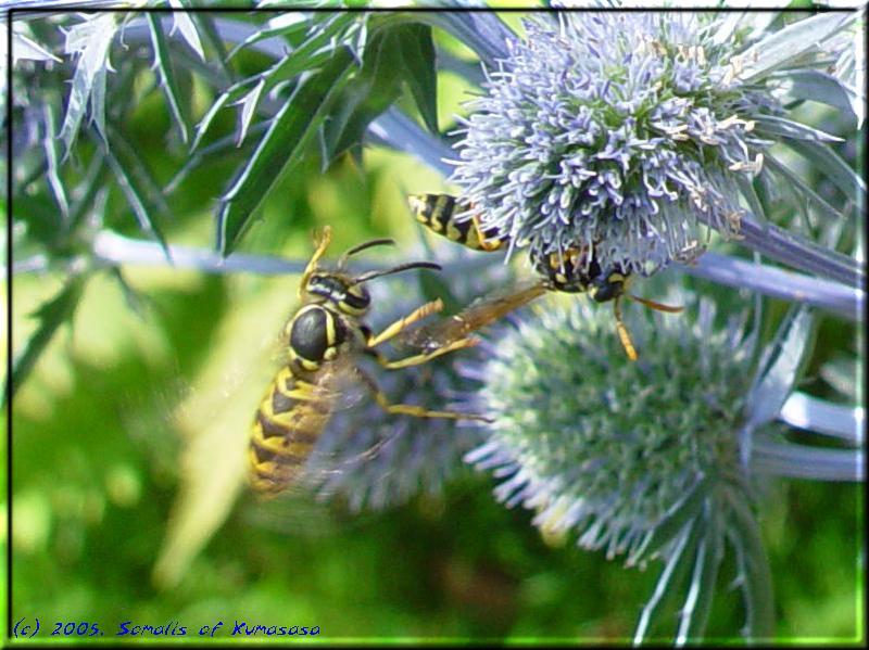 Hornet in landing approach