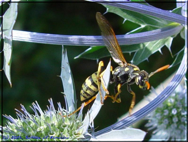 Hornet climbing