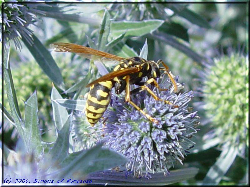 Hornet sucking nectar