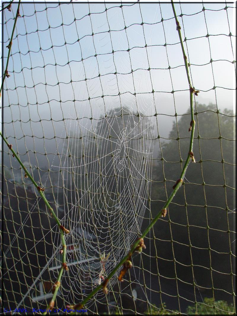 Spider's net in front of cat's net