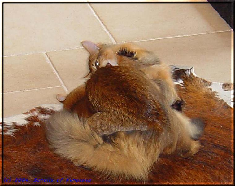 A clew somali cats …