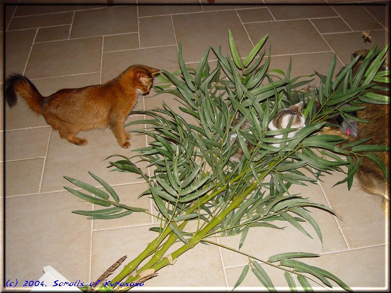 Zuerst die Palme umwerfen um dann darin zu spielen …