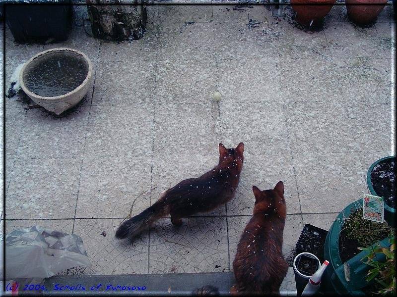 The first snow for Crazy and Conan