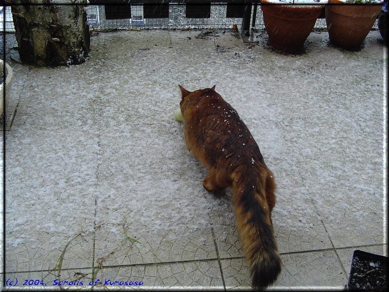 … Crazy weasels somewhat unconfidentially through the snow …