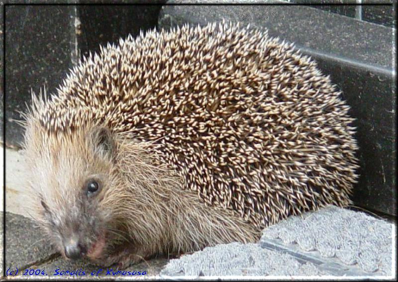 Spike, der Igel, schmatzt genüßlich die Futterreste der Katzen