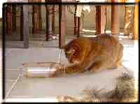 The cats are fishing goodies out of a plastic bottle