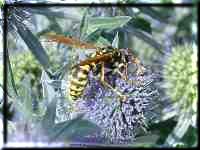 Hornets on blue thistle