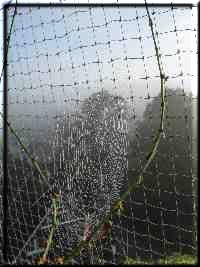 Spinnennetz vor Katzennetz