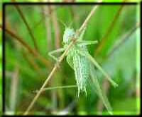 The green grasshopper