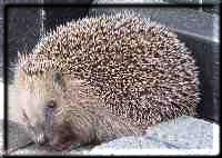 Spike, the Hedgehog munches with pleasure the left-overs of the cats