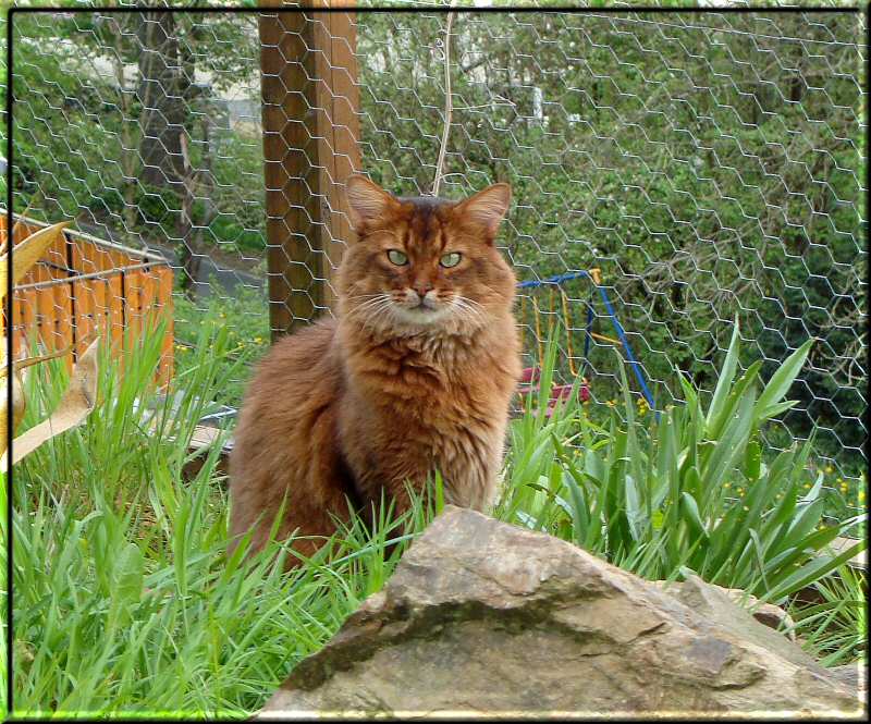 Conan in the outside enclosure