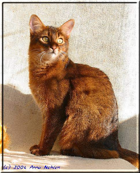 Male Somali cat World Ch. Conan of Kumasasa (Photo: Anna Nohlen)