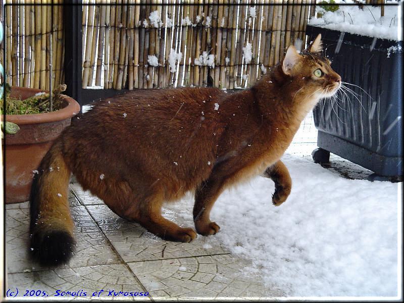 Conan im Schnee