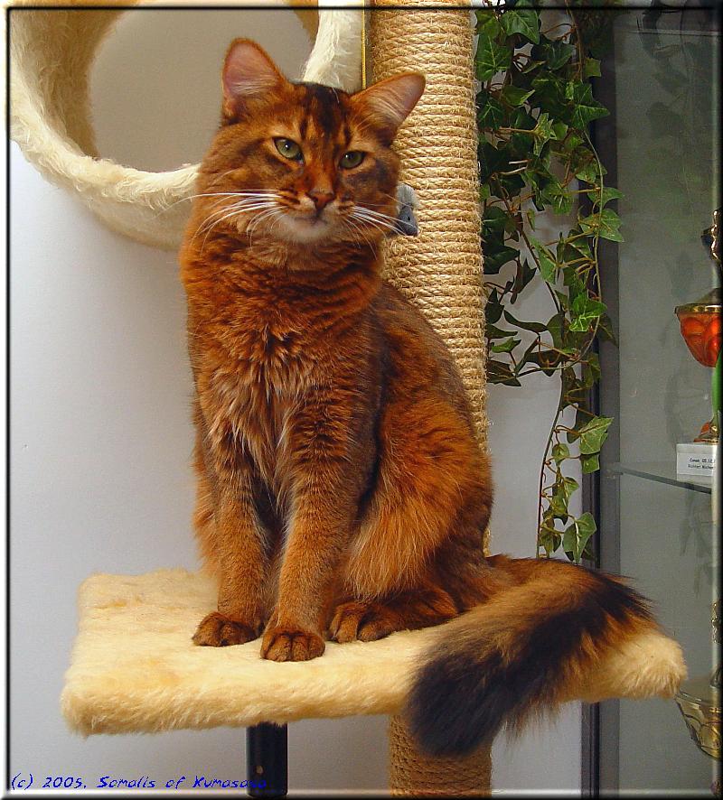 Somalikater World Ch. Conan of Kumasasa