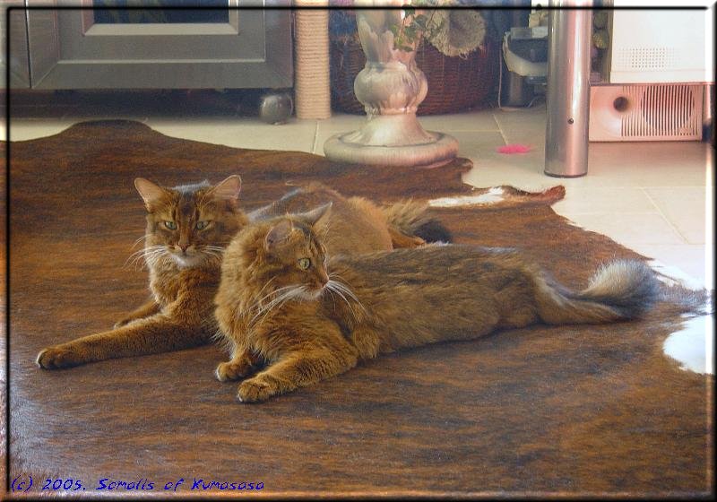 The ruddy Somali cats Conan und mama Marilyn