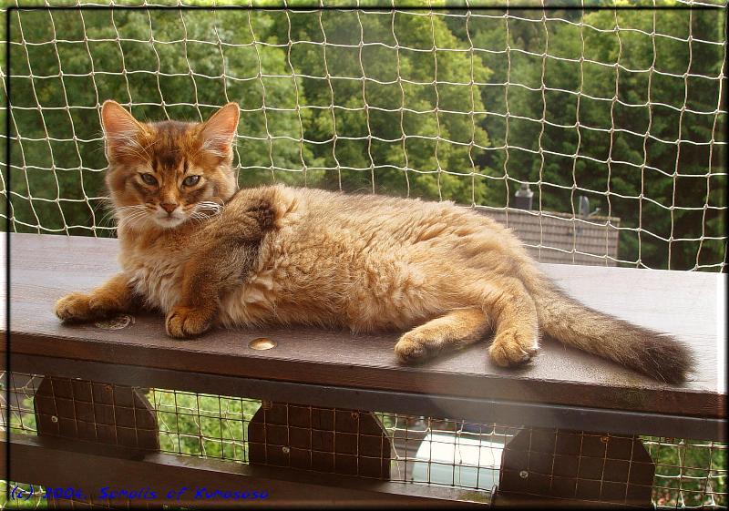 Tousled cat