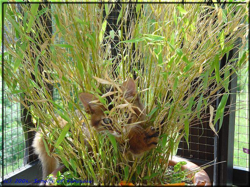 Playing hide-and-seek in the Bamboo