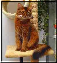 Somalikater World Ch. Conan of Kumasasa