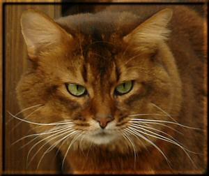 Male Somali cat World Ch. Conan of Kumasasa