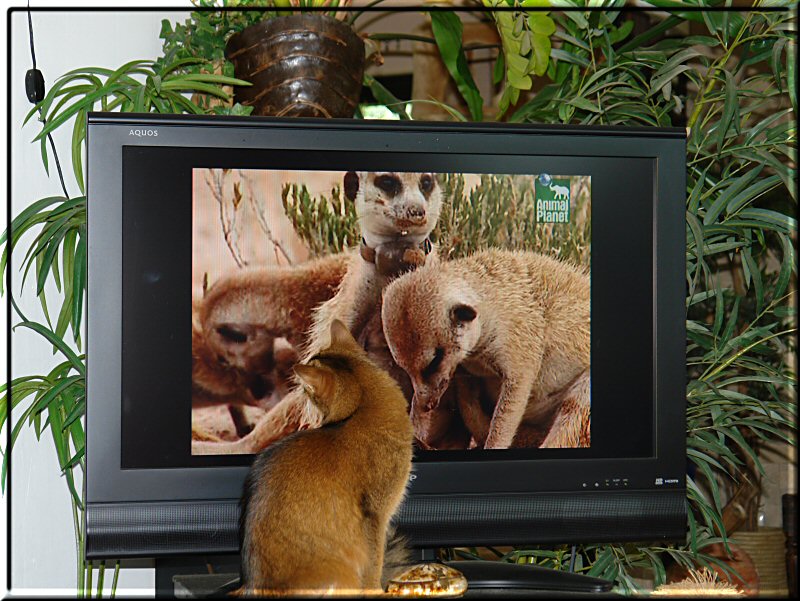 Crazy schaut die Erdmännchen auf Animal Planet