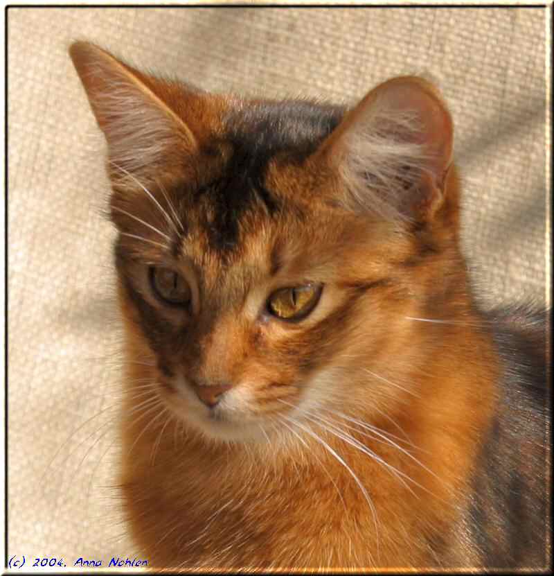 Somali cat Int.Ch. Crazy of Candymoor (Photo: Anna Nohlen)