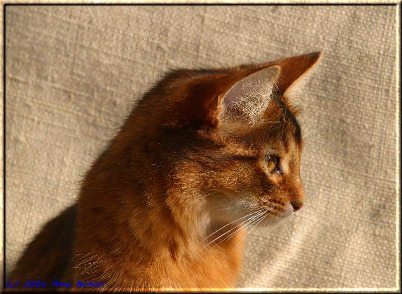 Somali cat Int.Ch. Crazy of Candymoor (Photo: Anna Nohlen)