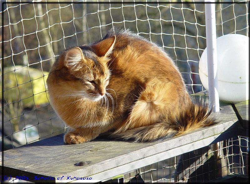 Crazy enjoys the winter sun