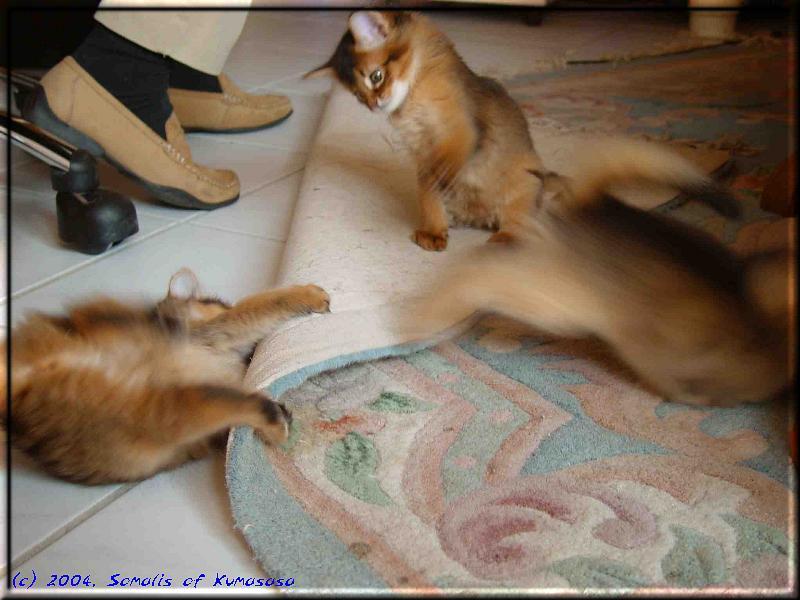 Drei der vier quirligen Kitten (Cloe links, Crazy Mitte und Cyril rechts